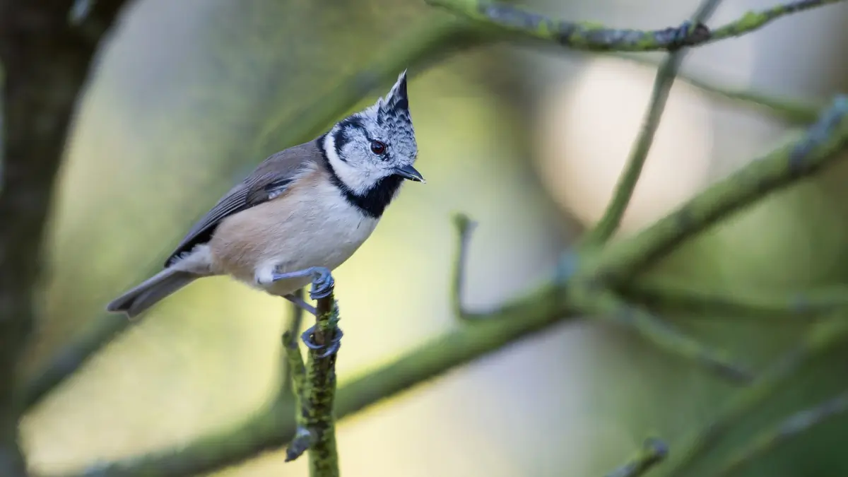 Crested Tit (glass)