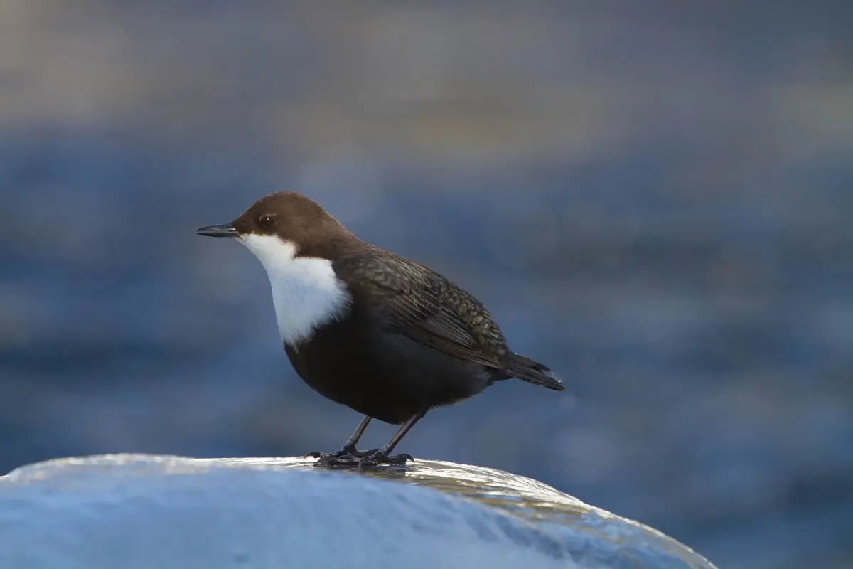 Dipper (glass)