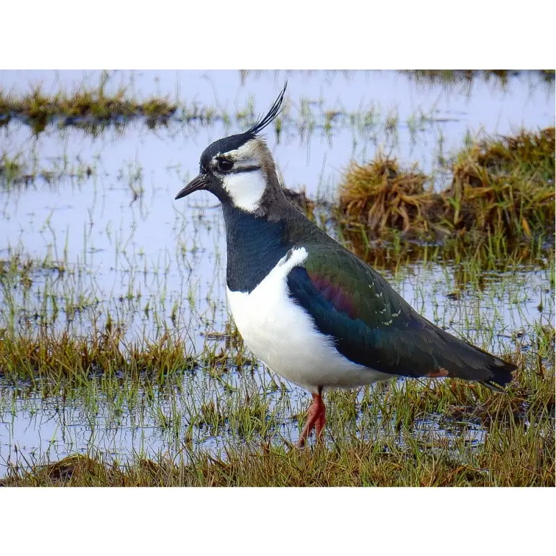 Lapwing (whistle)