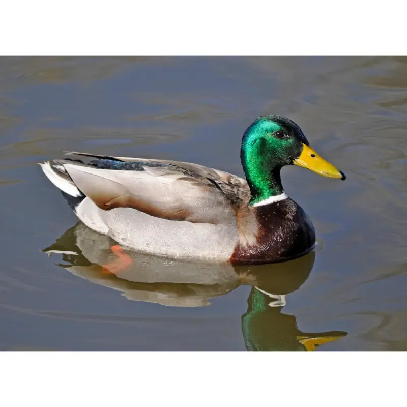 Mallard (whistle)