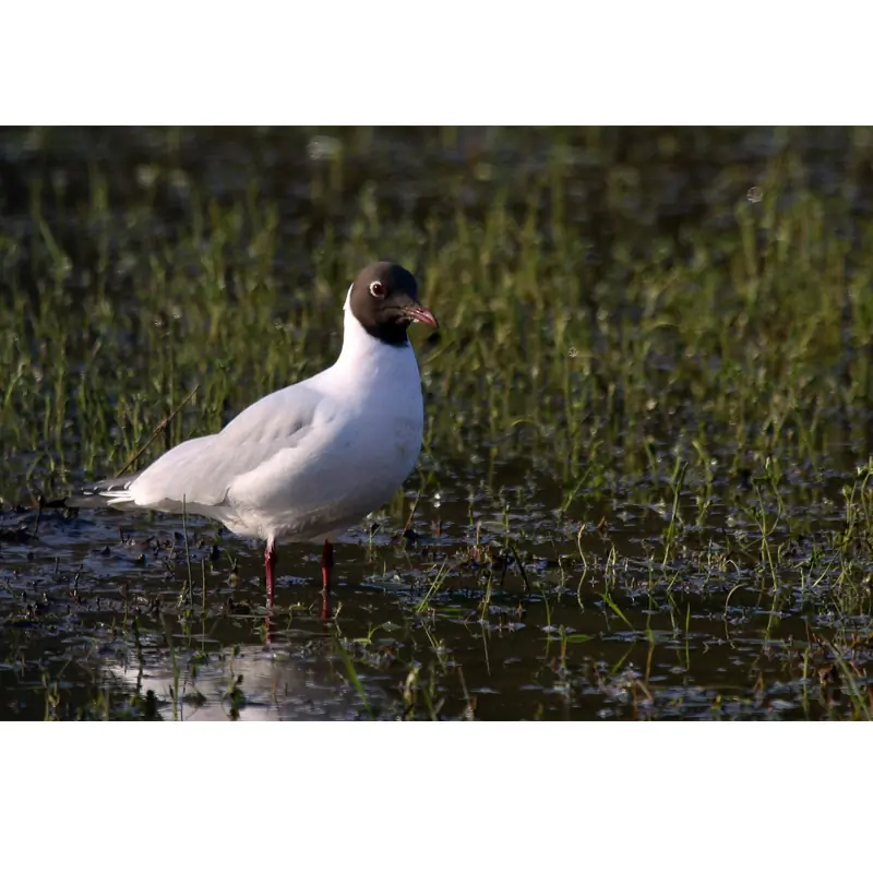 Black-headed Gull (whistle)