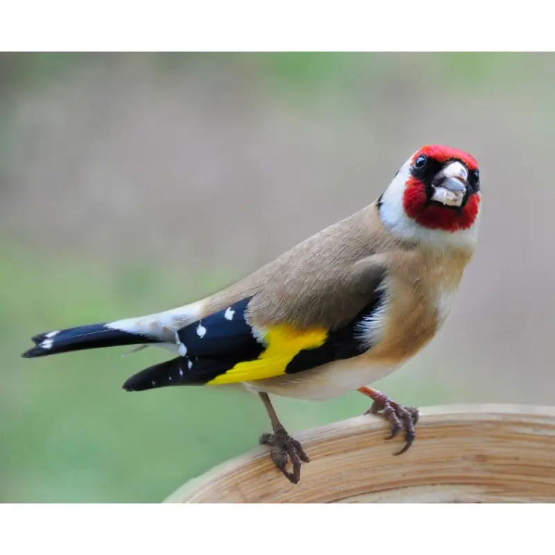 Goldfinch (whistle)