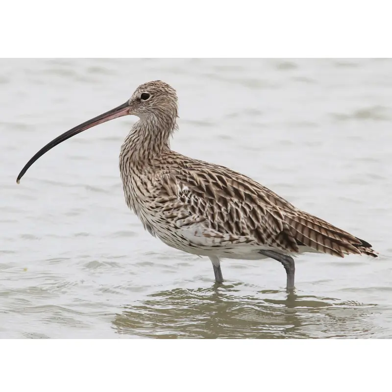 Curlew (whistle)