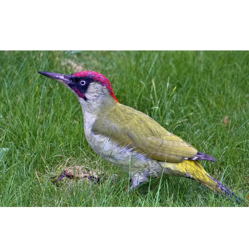 Green Woodpecker (whistle)